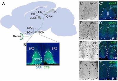 F-spondin Is Essential for Maintaining Circadian Rhythms